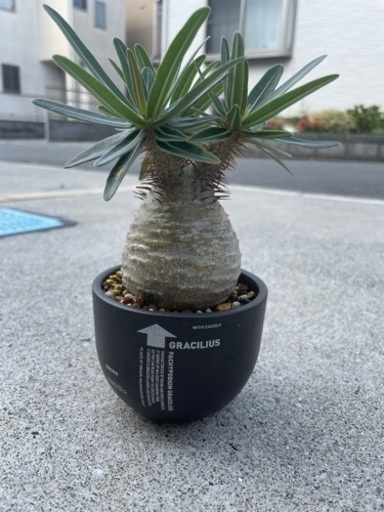 パキポディウム　グラキリス