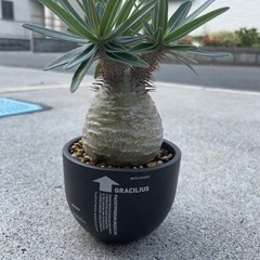 パキポディウム グラキリス