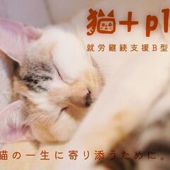 毎日かわいい猫たちと関われる職場です！　猫好きな方おススメです！の画像