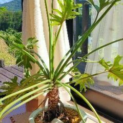 決定  全長80センチのセローム？ ヒトデカズラ?お譲りします