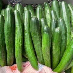 毎朝採れたて！美味しいきゅうり(1kgあたり200円～)