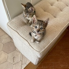 さぼくんてんちゃん、里親募集です！