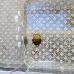 石巻貝　5匹　コケ取り　アクアリウム　水槽　金魚　メダカ　シュリンプ