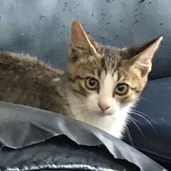 二匹一緒に飼ってくださる方