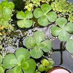 手渡し限定　ウォータークローバー　2茎　100円の画像