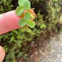 手渡し限定　オオサンショウモ　ひと掴み分　100円