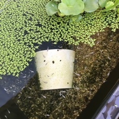 白メダカ　　30匹以上
