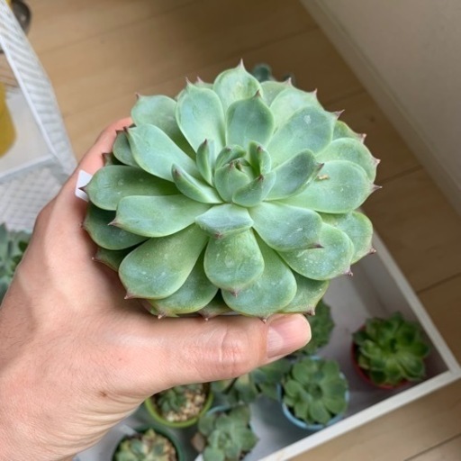 多肉植物　セット