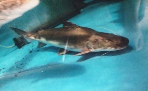 ピライーバ(ピライーバー) 約６０センチ 引き取り魚