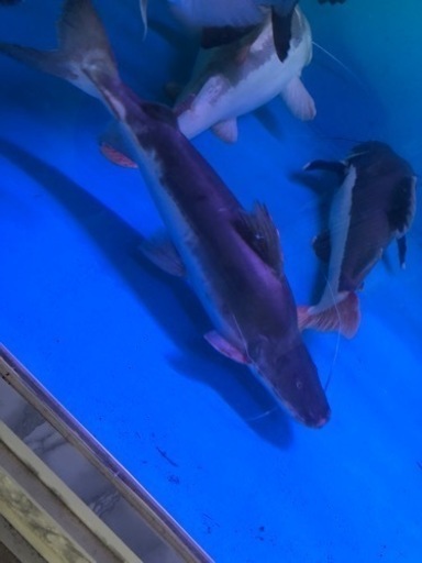 ピライーバ(ピライーバー) 約６０センチ 引き取り魚