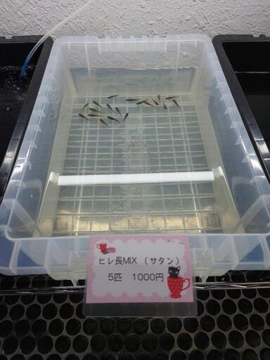 ヒレ長のMIXめだか(サタン) ５匹1000円【店頭販売してます】夏休み課題に