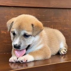 淡い茶色に胸元のホワイトが映える子犬の「るい」くん🥰