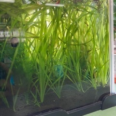 水草（バリスネリアと思います）の画像