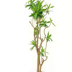ドラセナ　’ソング　オブ　ジャマイカ’ (観葉植物12/19料金...