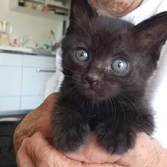 縁起の良い黒ネコちゃん