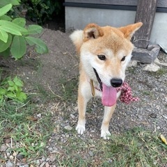 豆しば風の男の子「まきの」くん🥰