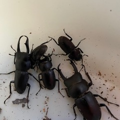 リリースします。追加捕獲。コクワガタ　小牧産　& 春日井産　天然！