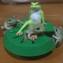 カエル譲って下さい♬