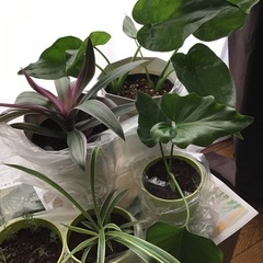 【受け渡し内定しました】観葉植物です。