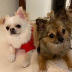 犬友を募集中
