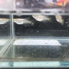 めだか　メダカ　華蕾　光体型　若魚　5匹　2000円