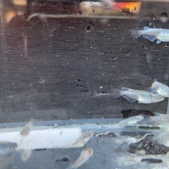 メダカ　プラチナ幹之　若魚　5匹　1800円