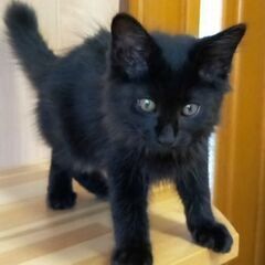 長毛凛々しい黒猫くん