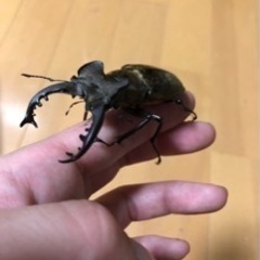 岩手県奥州市産ミヤマクワガタ2PAＮｏ．2