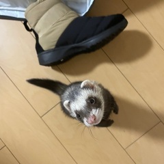 フェレット♀2歳です