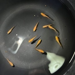 メダカ 楊貴妃 幼魚 