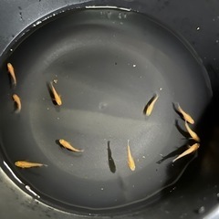 メダカ 楊貴妃 幼魚 の画像
