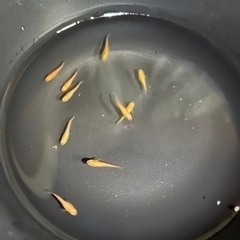 メダカ 楊貴妃 幼魚 の画像