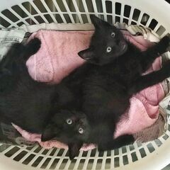黒猫フェチ必見！珍しい！真っ黒くろすけ７人兄妹 - 新宿区