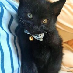 黒猫フェチ必見！珍しい！真っ黒くろすけ７人兄妹 - 猫