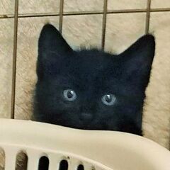 黒猫フェチ必見！珍しい！真っ黒くろすけ７人兄妹 − 東京都