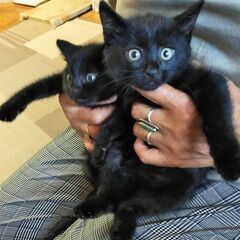黒猫フェチ必見！珍しい！真っ黒くろすけ７人兄妹 - 里親募集