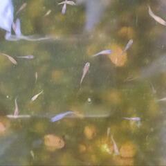 メダカミックス稚魚〜幼魚の画像