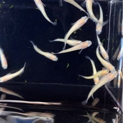 めだか　西尾市無人販売　7/30（土）7/31（日）