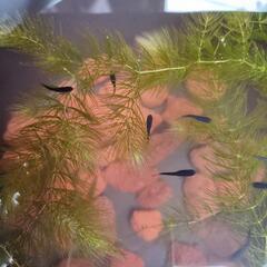 メダカ　オロチの稚魚〜幼魚