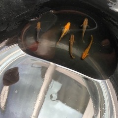 黒龍姫×ダチュラ　若魚　メダカ