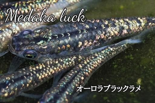 オーロラブラックラメメダカ　10匹1500円〜