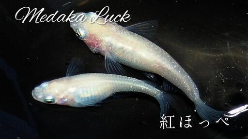 紅ほっぺメダカ　キュート！　10匹1500円〜