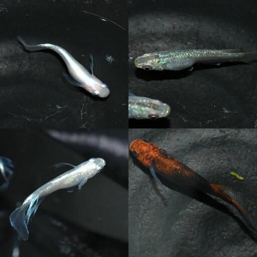 メダカ 一斉セールします！(*^^*)