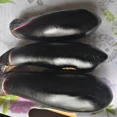 限定1組  野菜色々 9種類