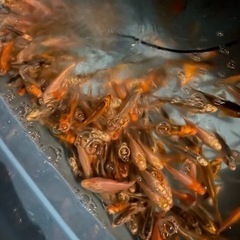 餌でも飼育でも　錦鯉