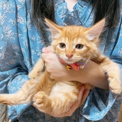 茶トラちゃん 