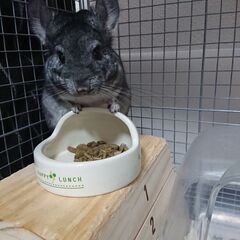 チンチラ8ヶ月