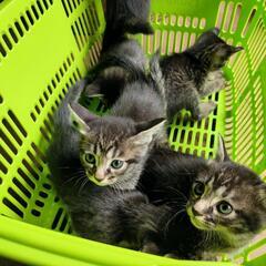 あかちゃん猫の里親募集(サバトラ風2匹います)