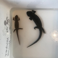 イベリアトゲイモリ差し上げます。残7匹の画像