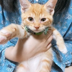 ・茶トラちゃん
